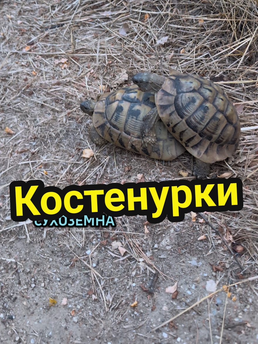 @Valentin B Naumov