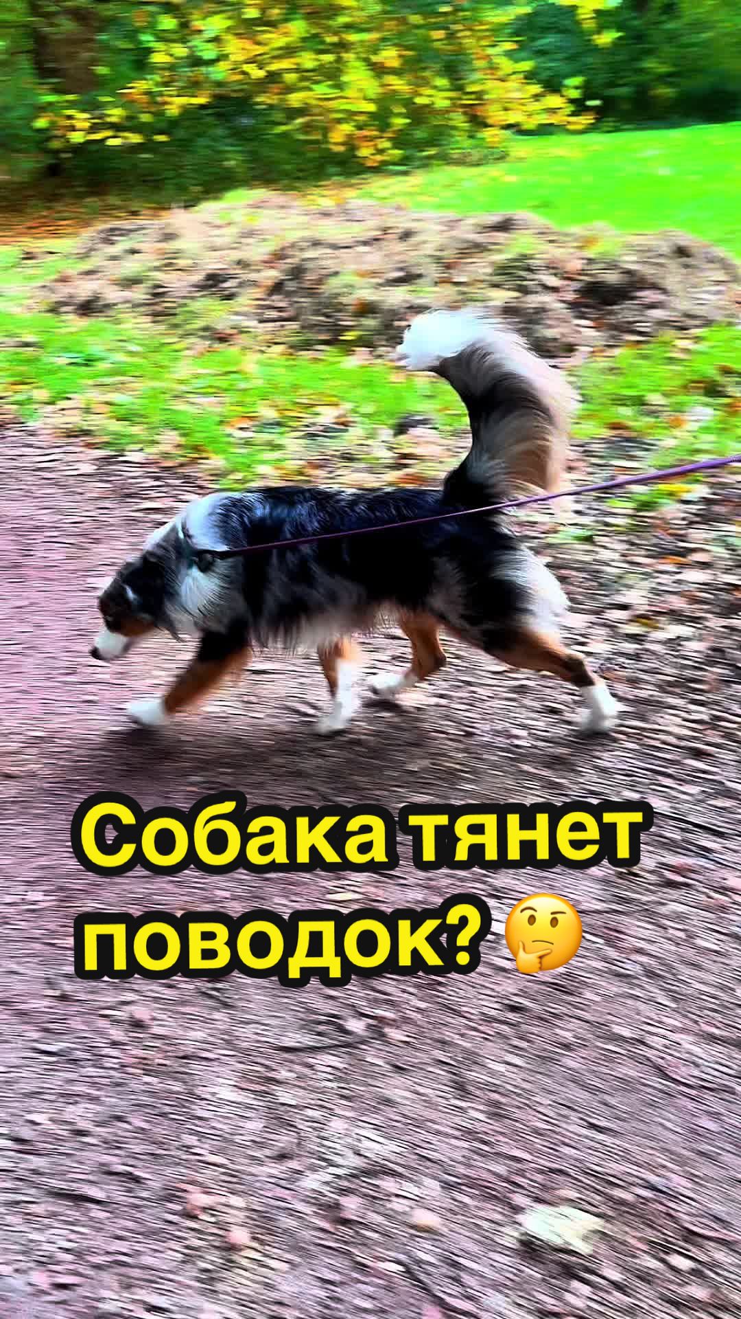 @❤️🐶Elena & Hundewelt🐶❤️