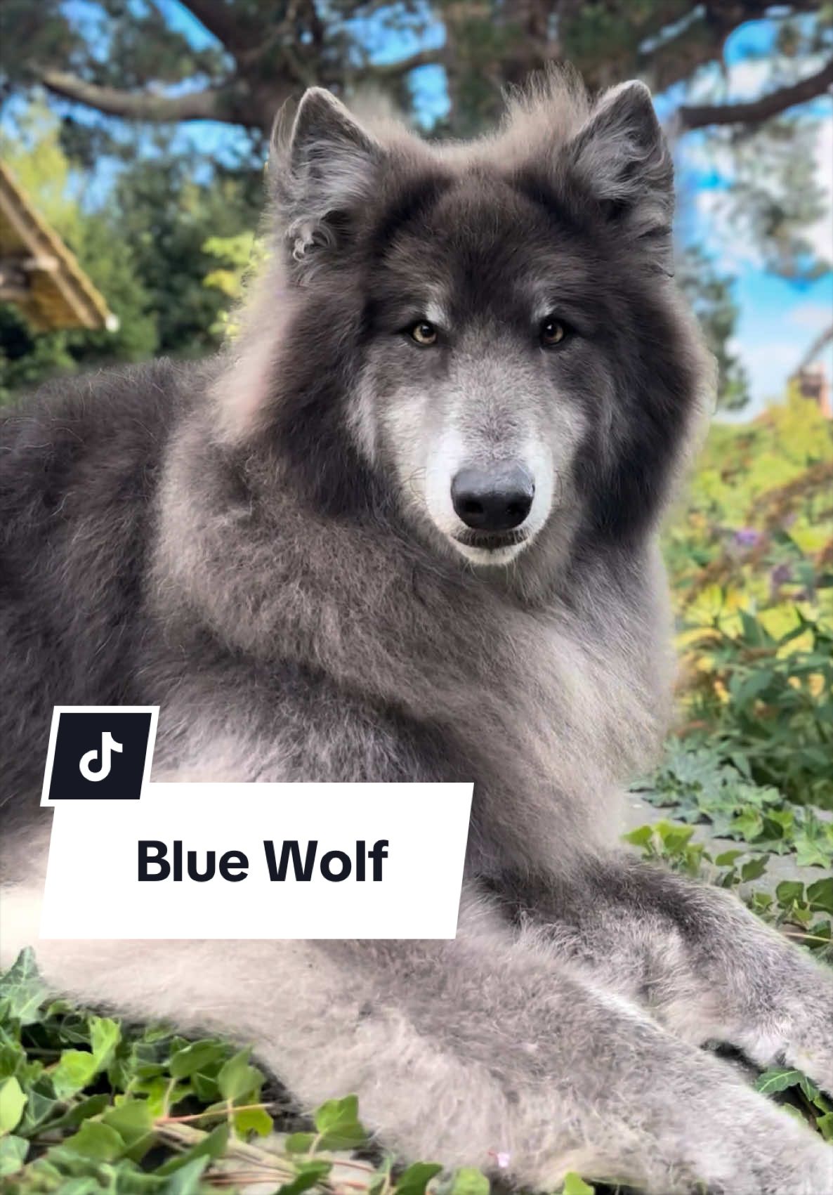 @My Blue Wolf