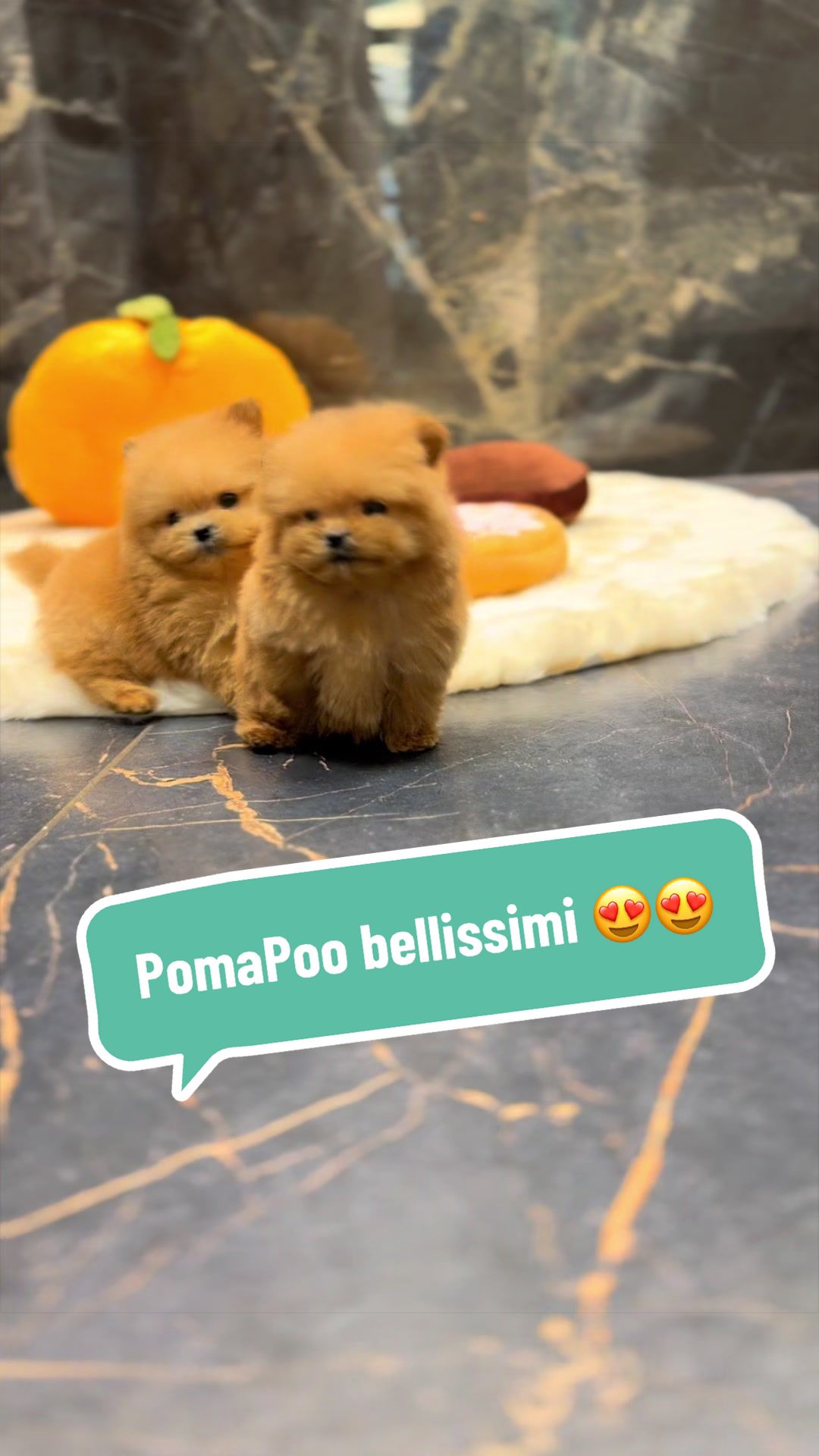 @pom.mydestiny