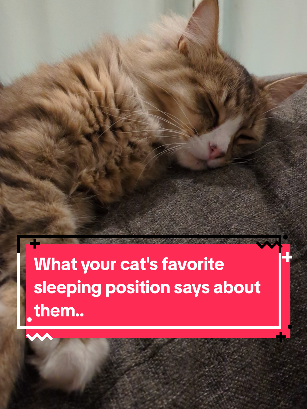 @The Cutest Cats Ever