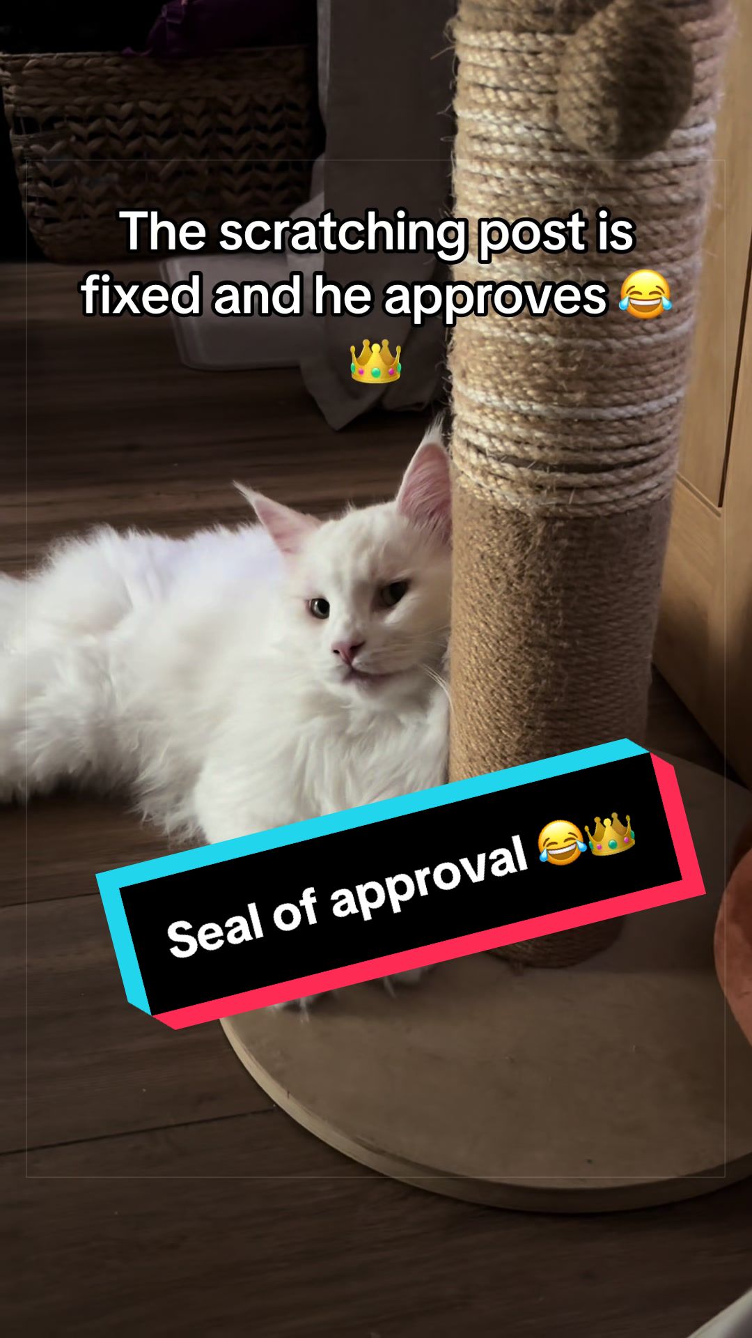 @Kiki & Zeus ๐ธ๐พ