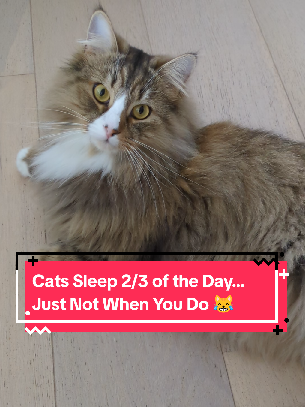 @The Cutest Cats Ever