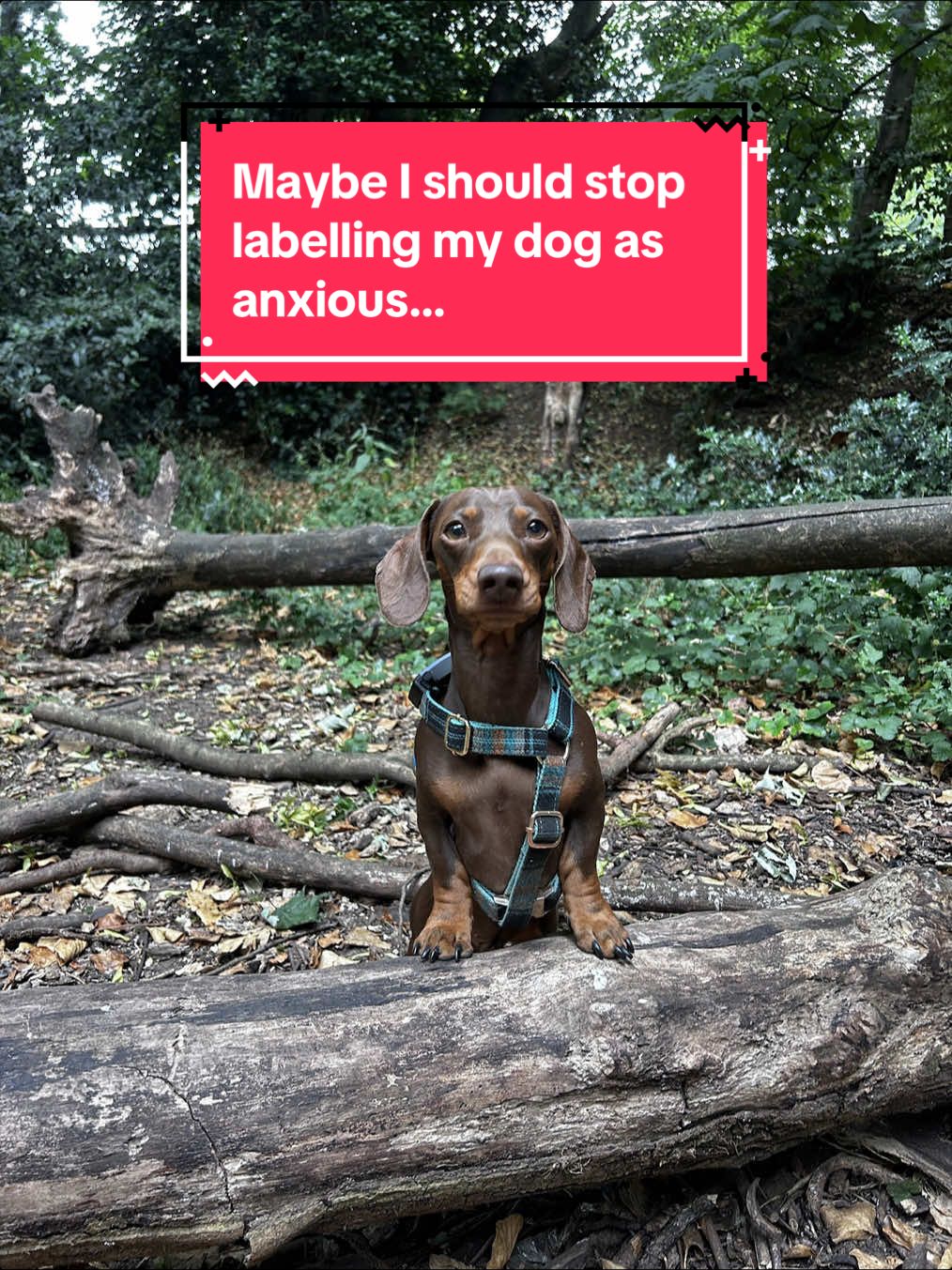 @sir_reggiethesausage