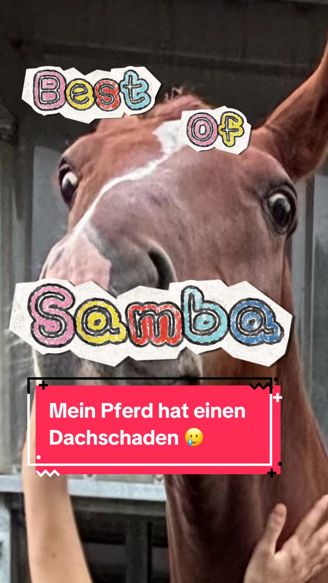 @Elisa & Samba ♡
