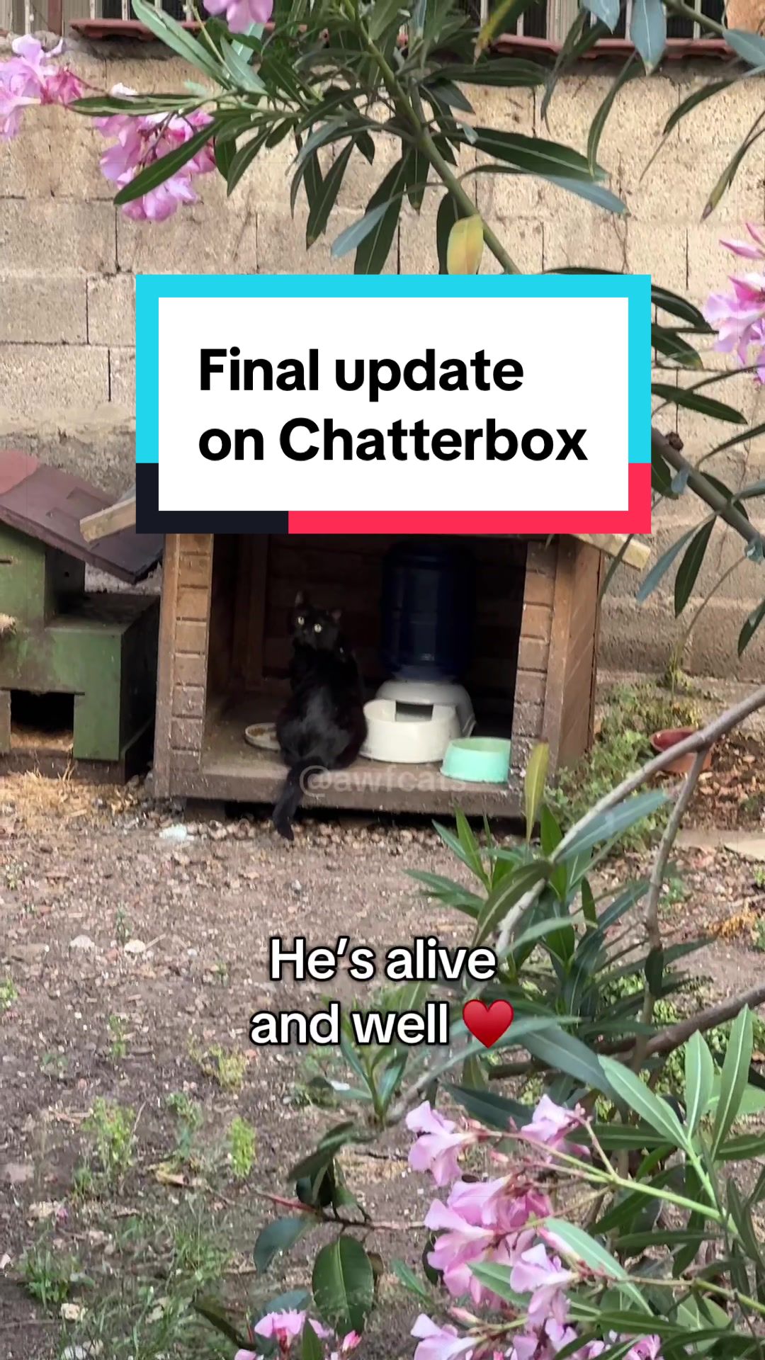 @AWF Cats
