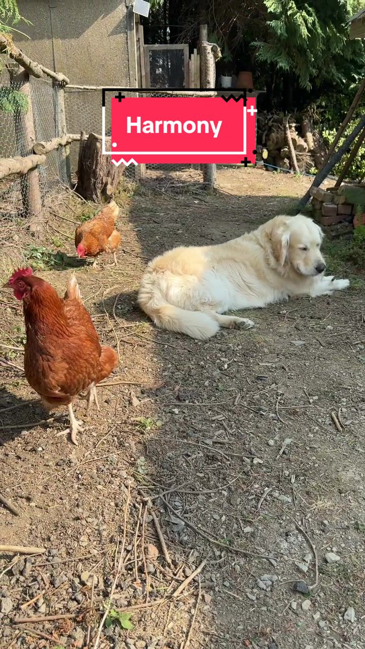 @Welsh Chicken Ranch