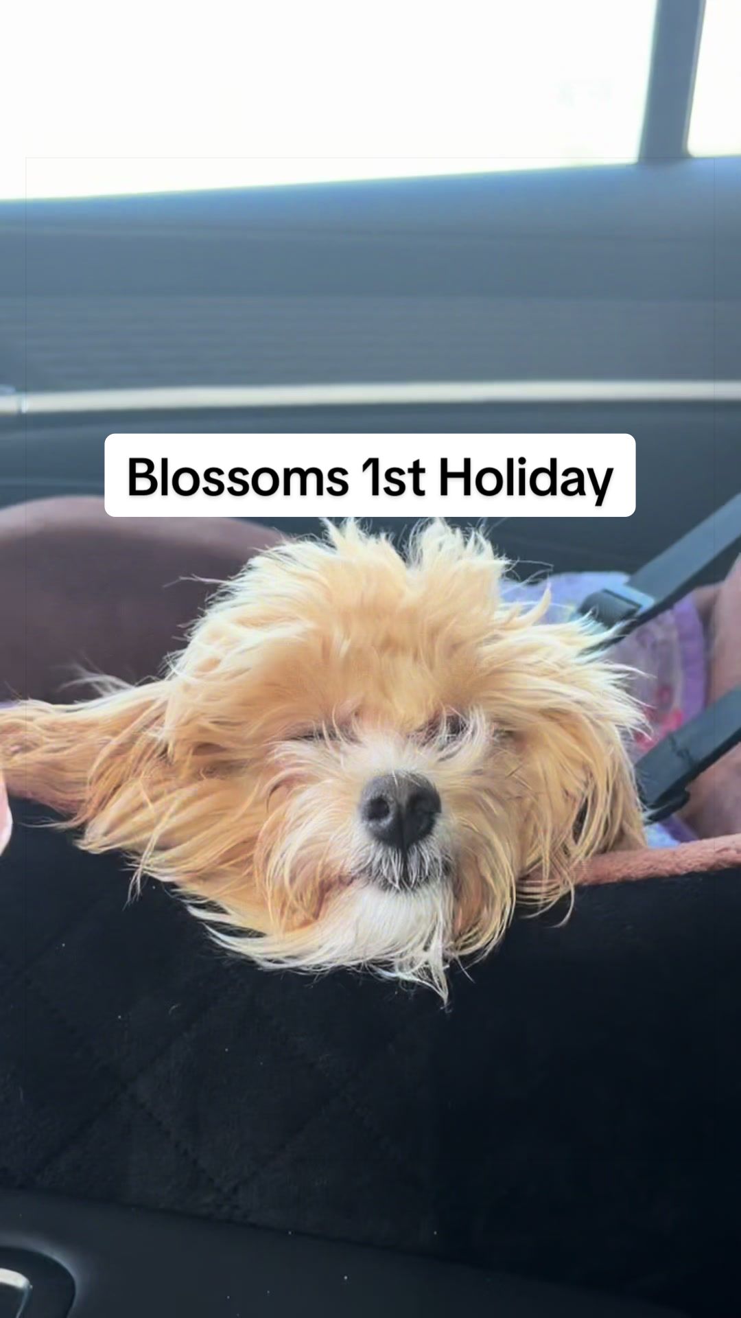 @Jane & Blossom 🌸