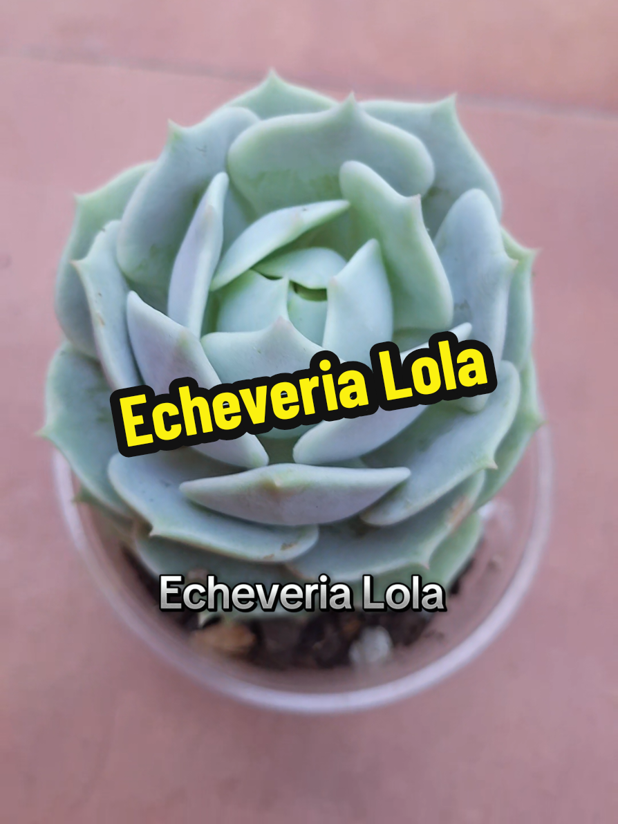 @Succulent_ninja