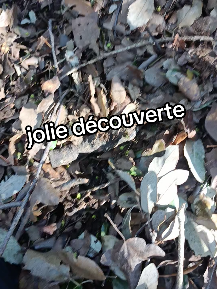 @DétecteurDeTrésor💥