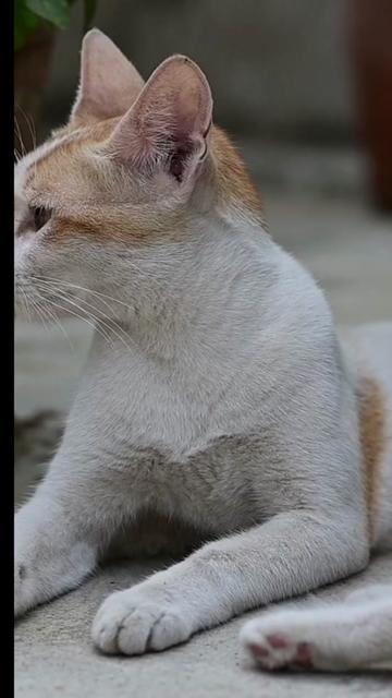 @Paolagemma Consulente Felina😻