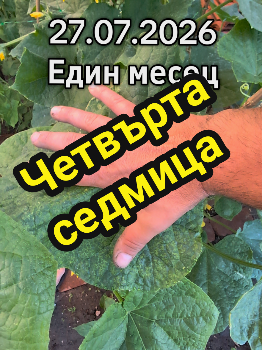 @Valentin B Naumov