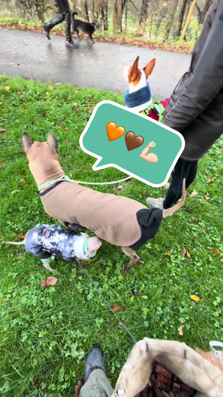 @poo.iggy.ontour