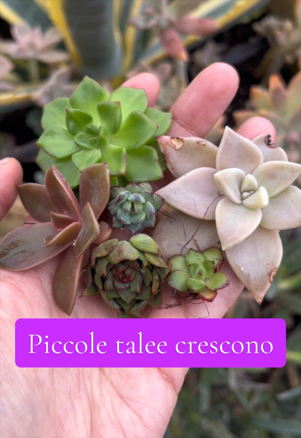 @piccole.spine.felici