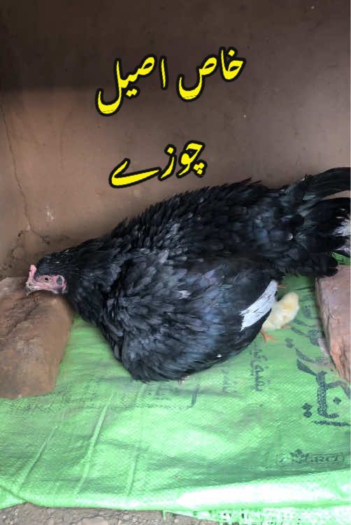 @Poultry Markaz