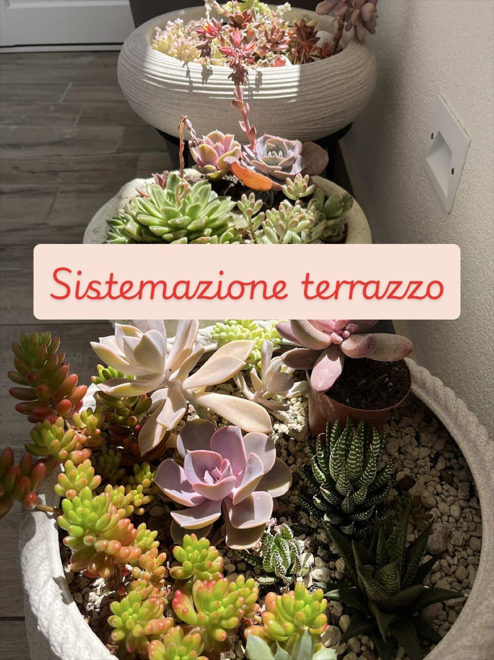 @piccole.spine.felici