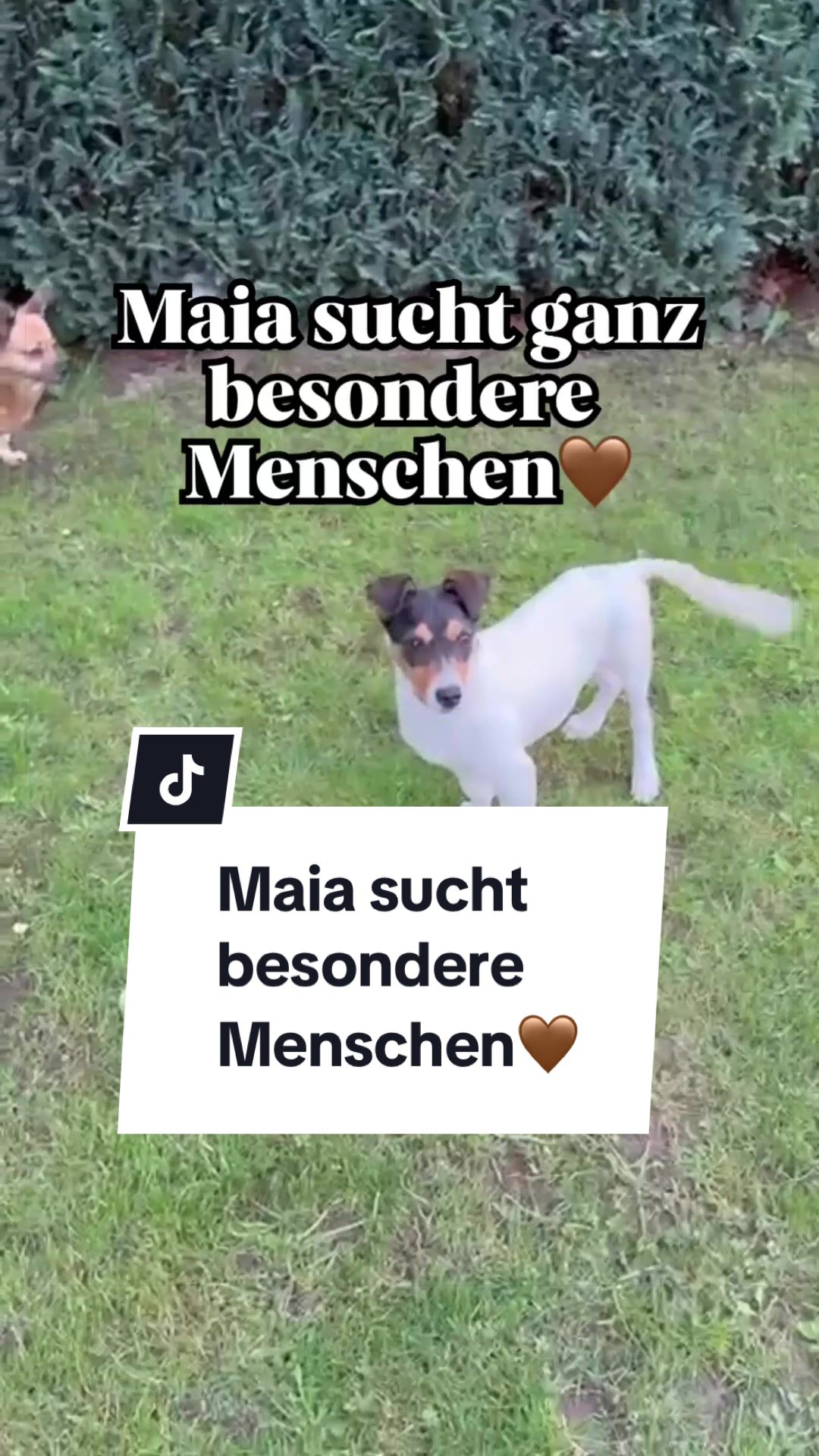@Ein Herz für Streuner e.V.