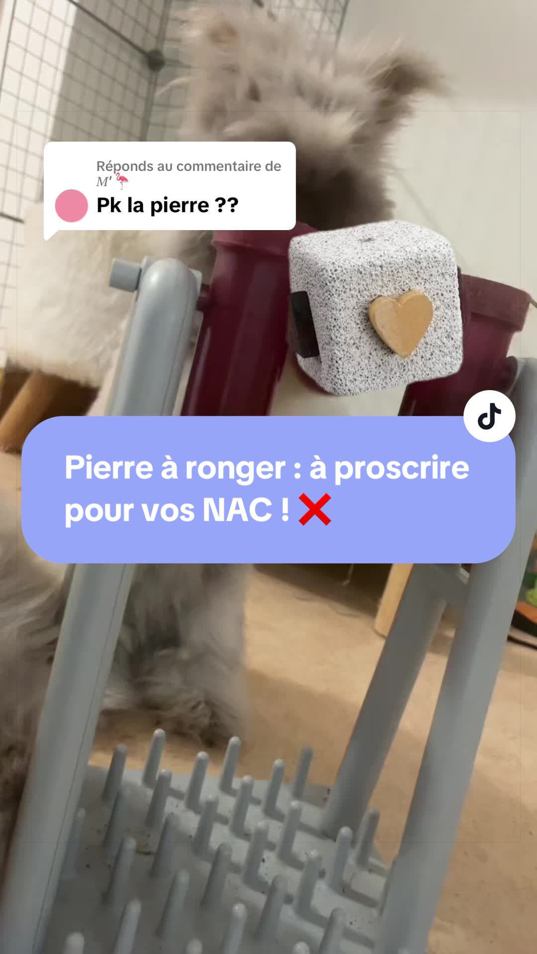 @Mes lapinouchs 🐰