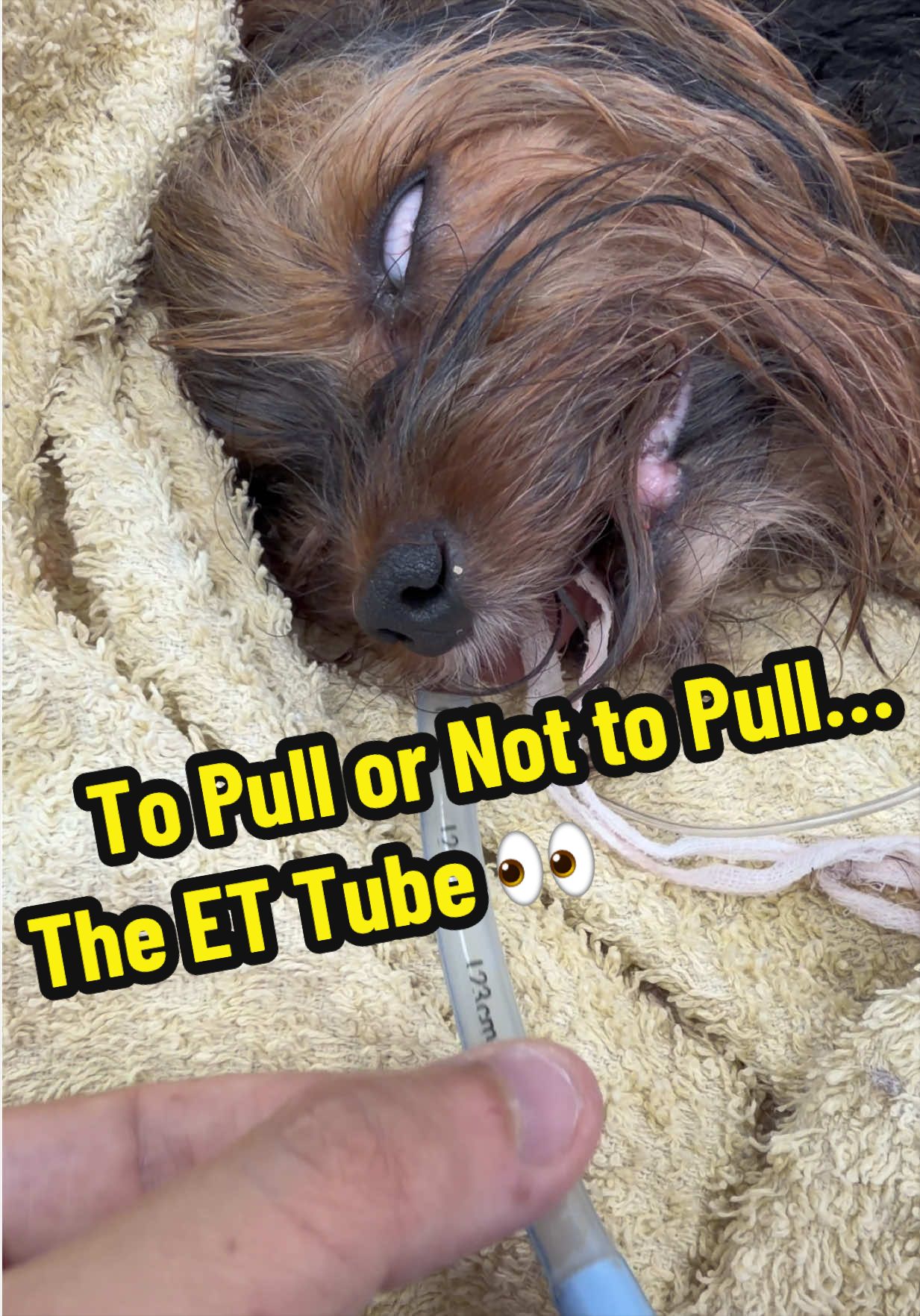 @Tomasthevet