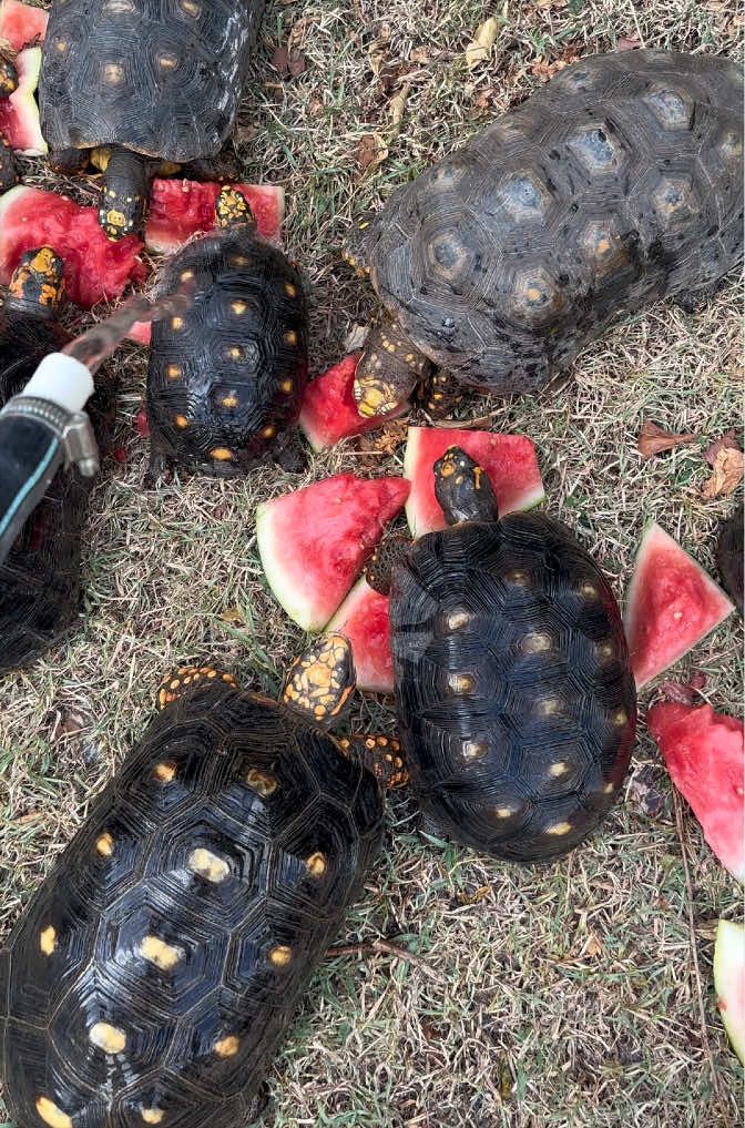 @tortoises sxm🐢