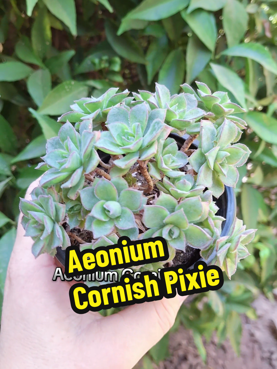 @Succulent_ninja