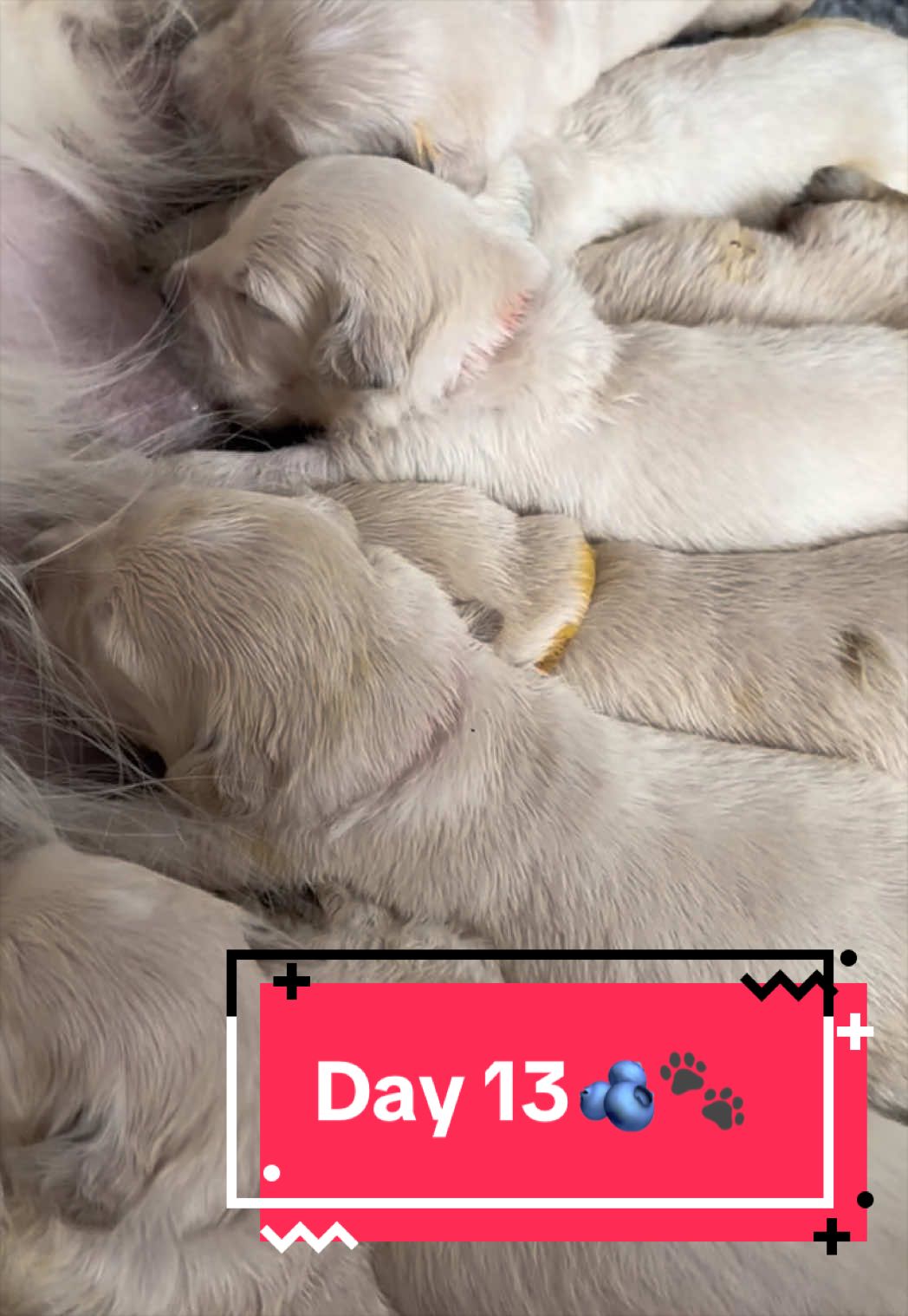 @Ateam Goldens