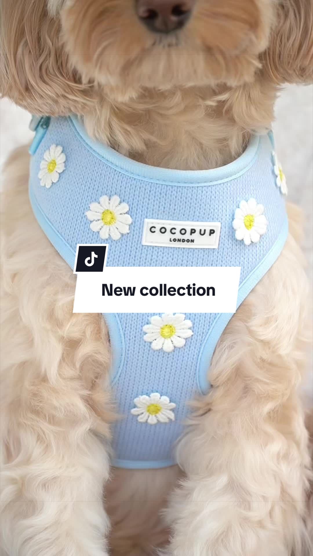 @Cocopup