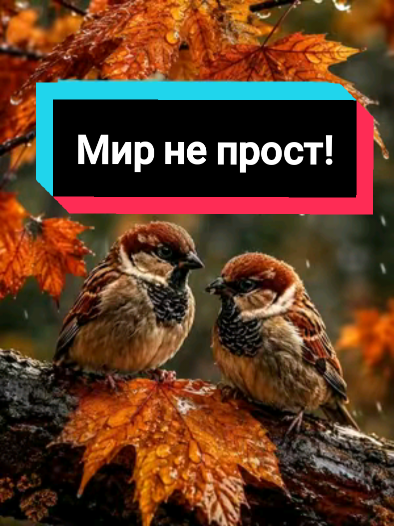 @Glafira