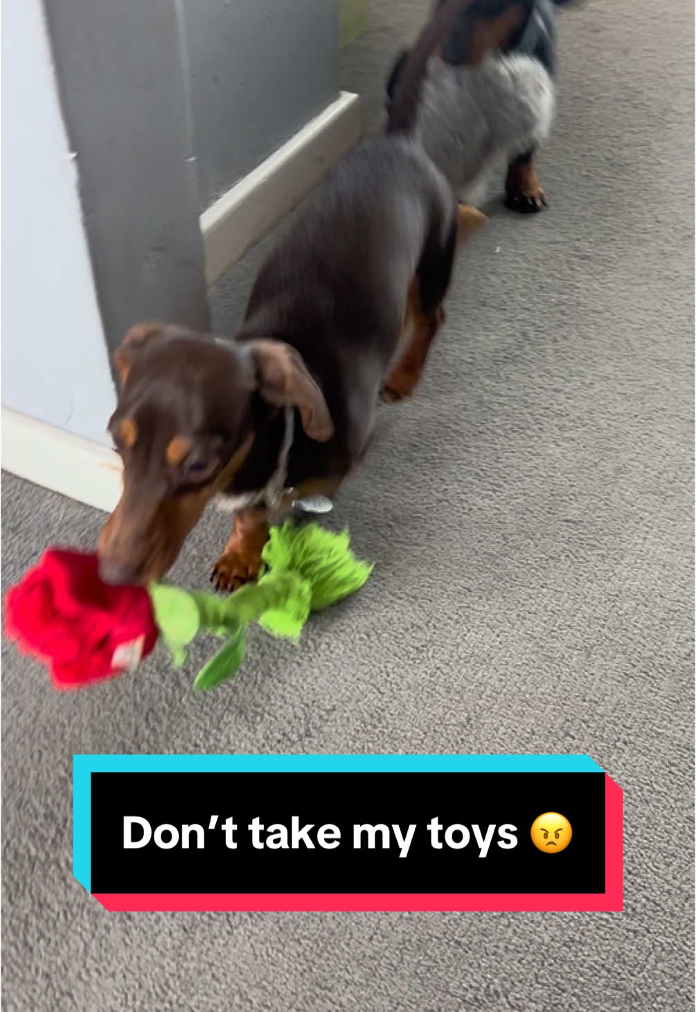 @BellaLongDog