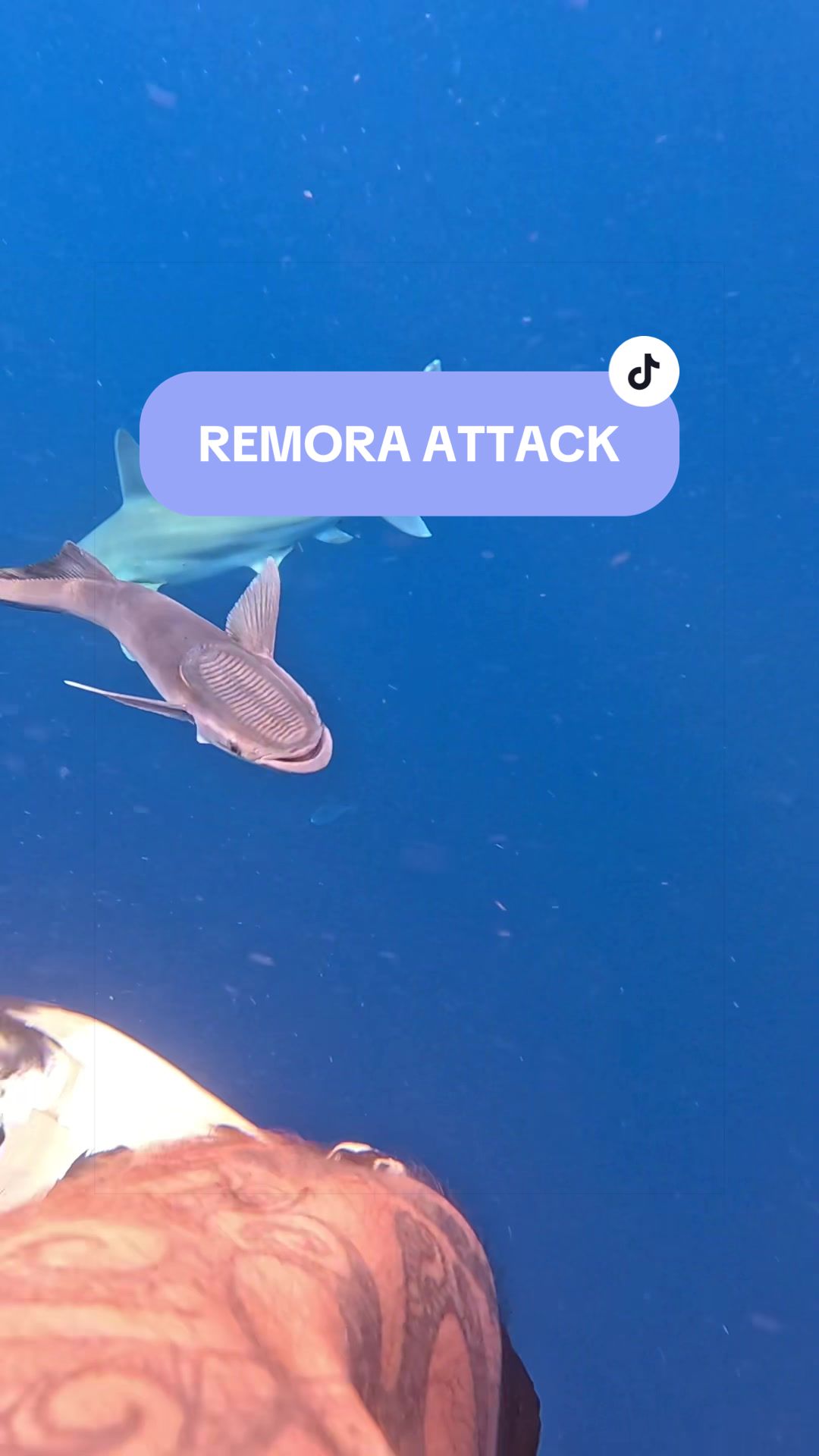 @SCUBA&ensp;DAN&ensp;🦈