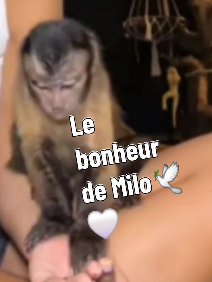 @🐒 HappyBabyMonkey 🐒