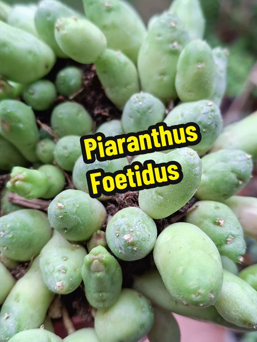 @Succulent_ninja