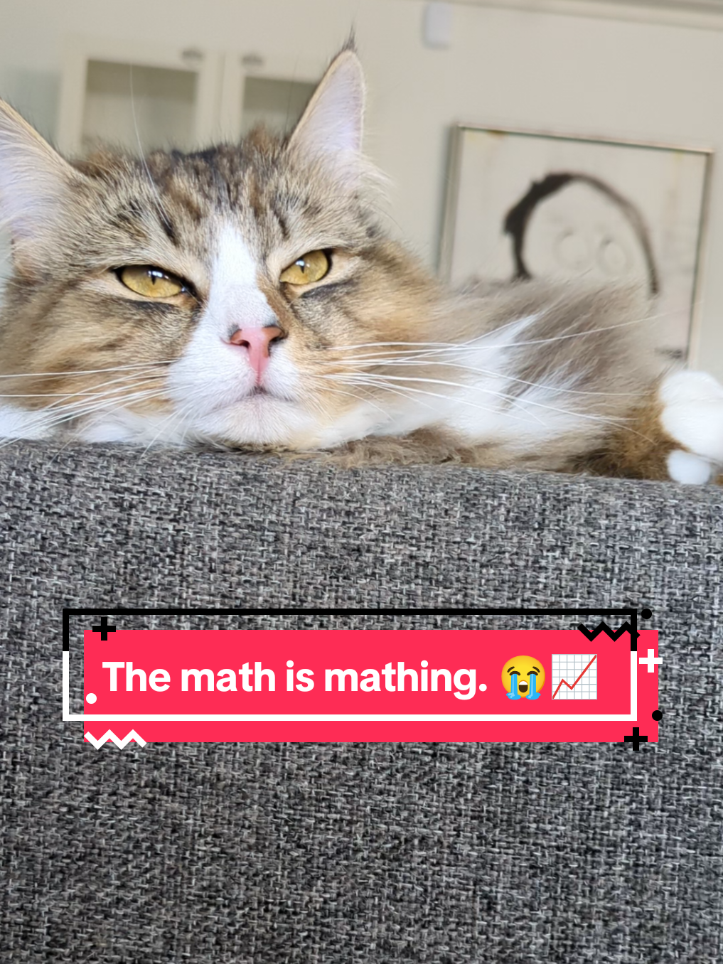 @The Cutest Cats Ever