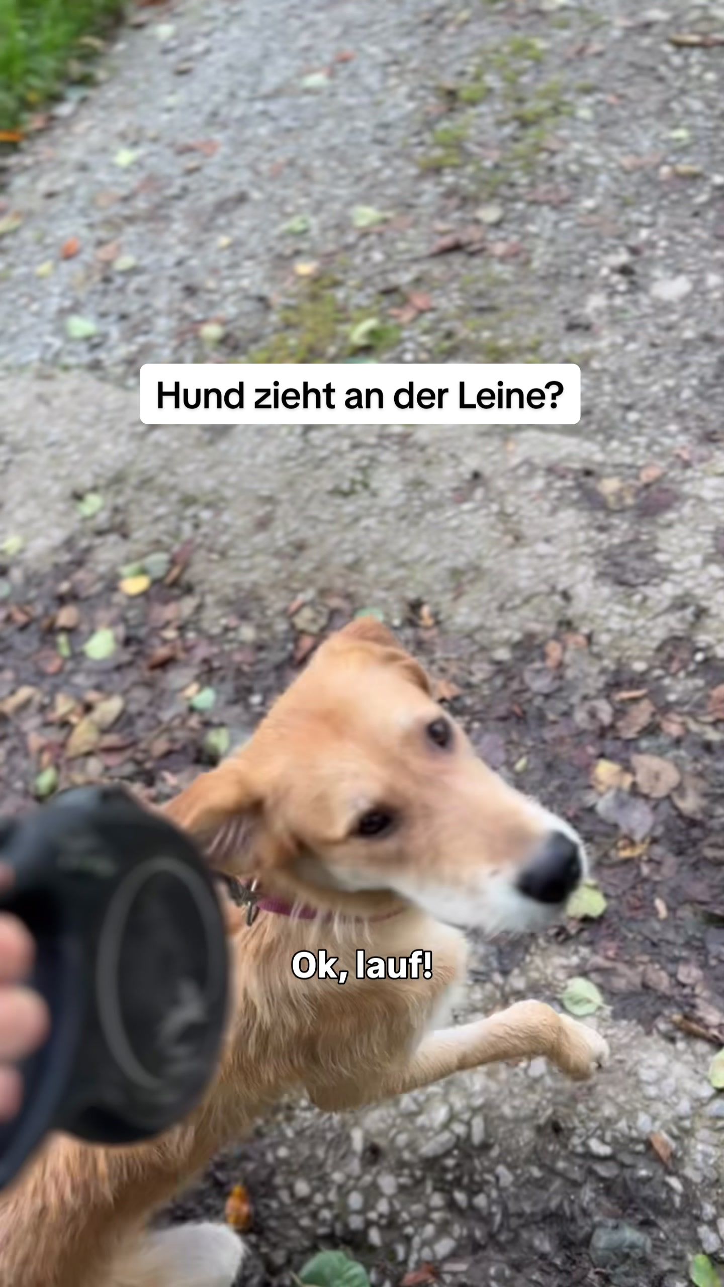 @alex_hundecoach