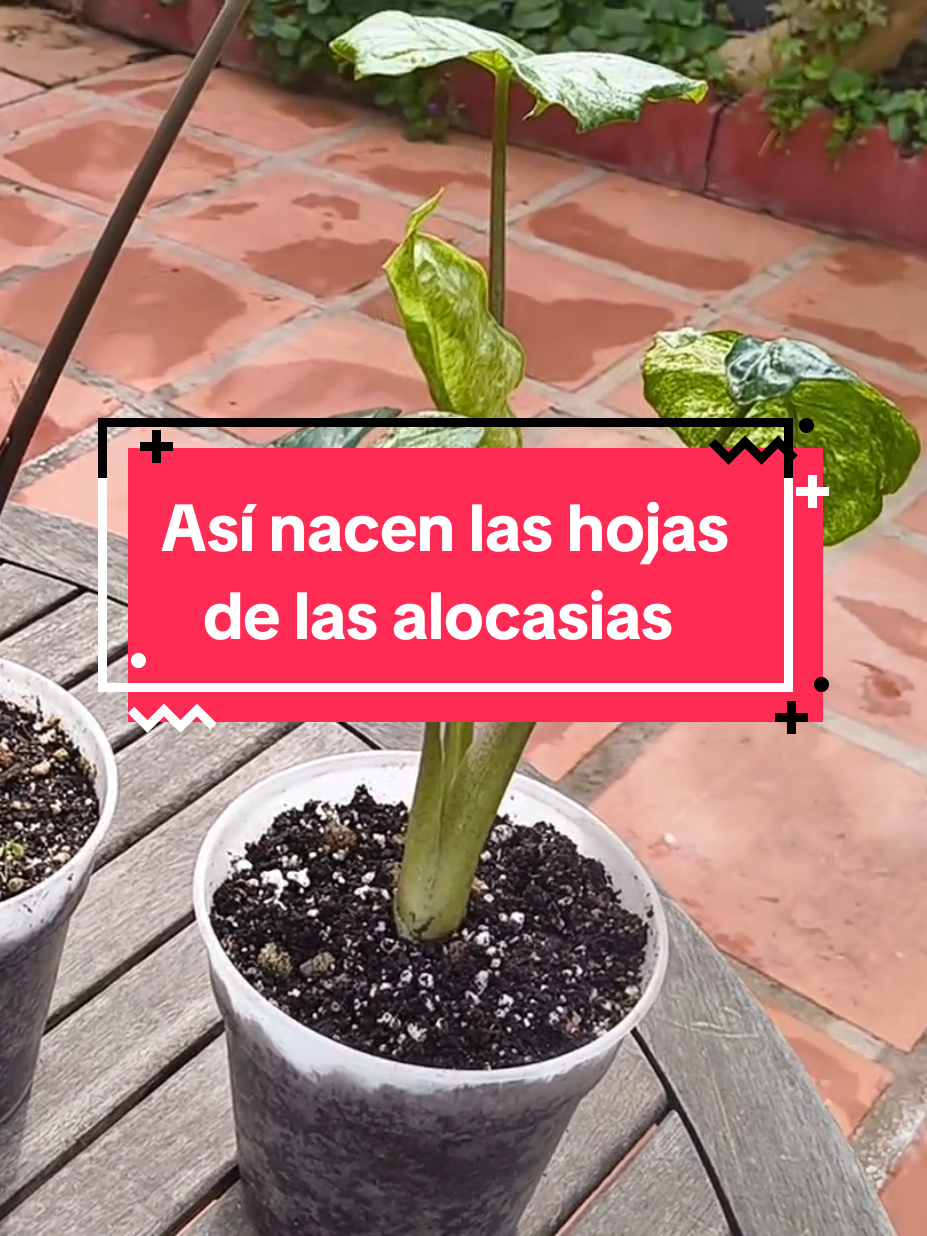 @𝑴𝒊 𝒑𝒂𝒕𝒊𝒐𝒉𝒖𝒆𝒓𝒕𝒐