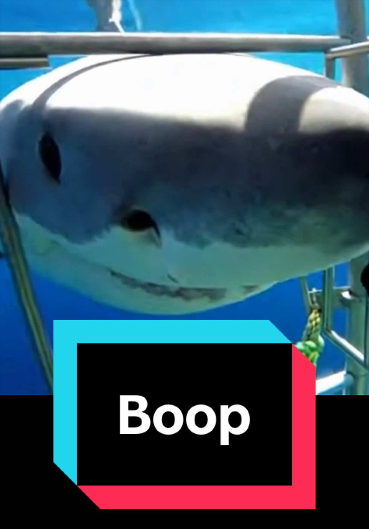 @The Shark Mommy