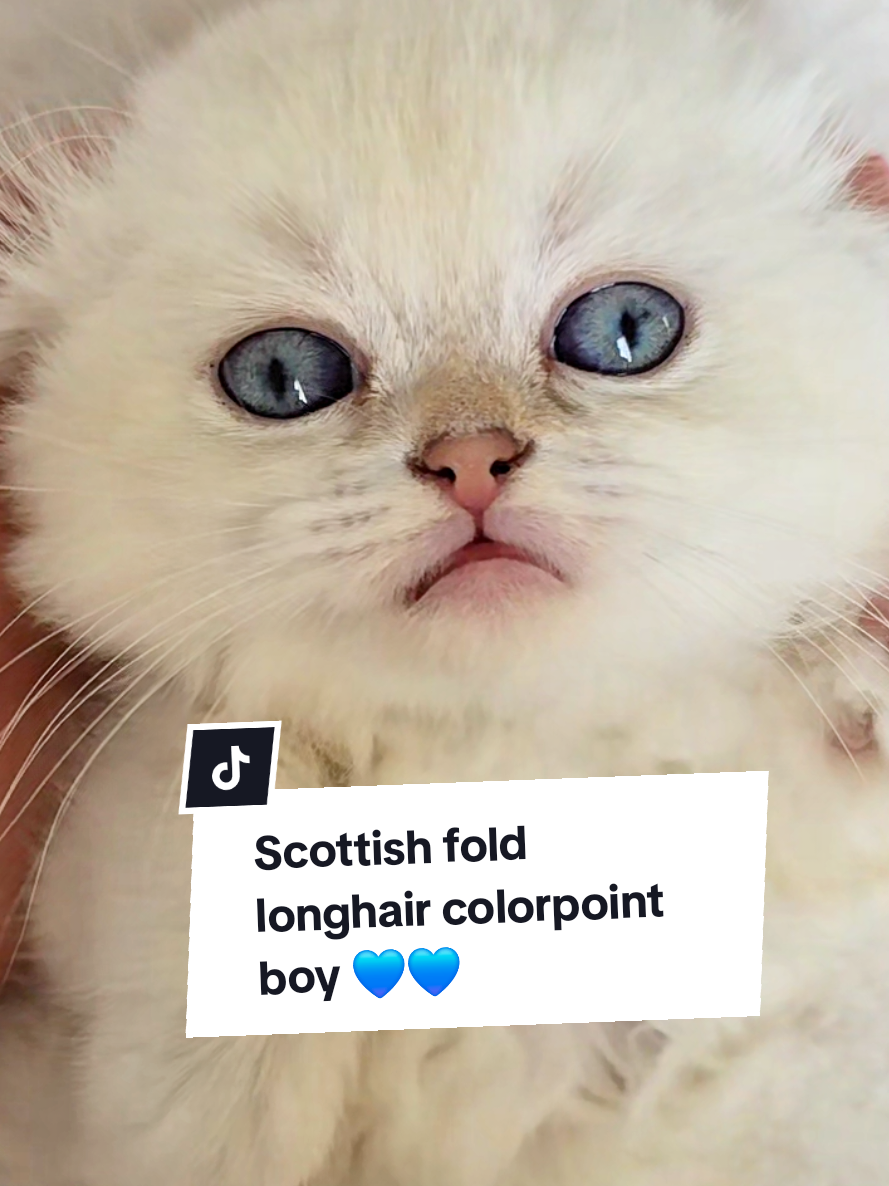 @Blue Sapphire Cats Cattery