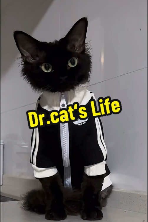 @DIY kitten