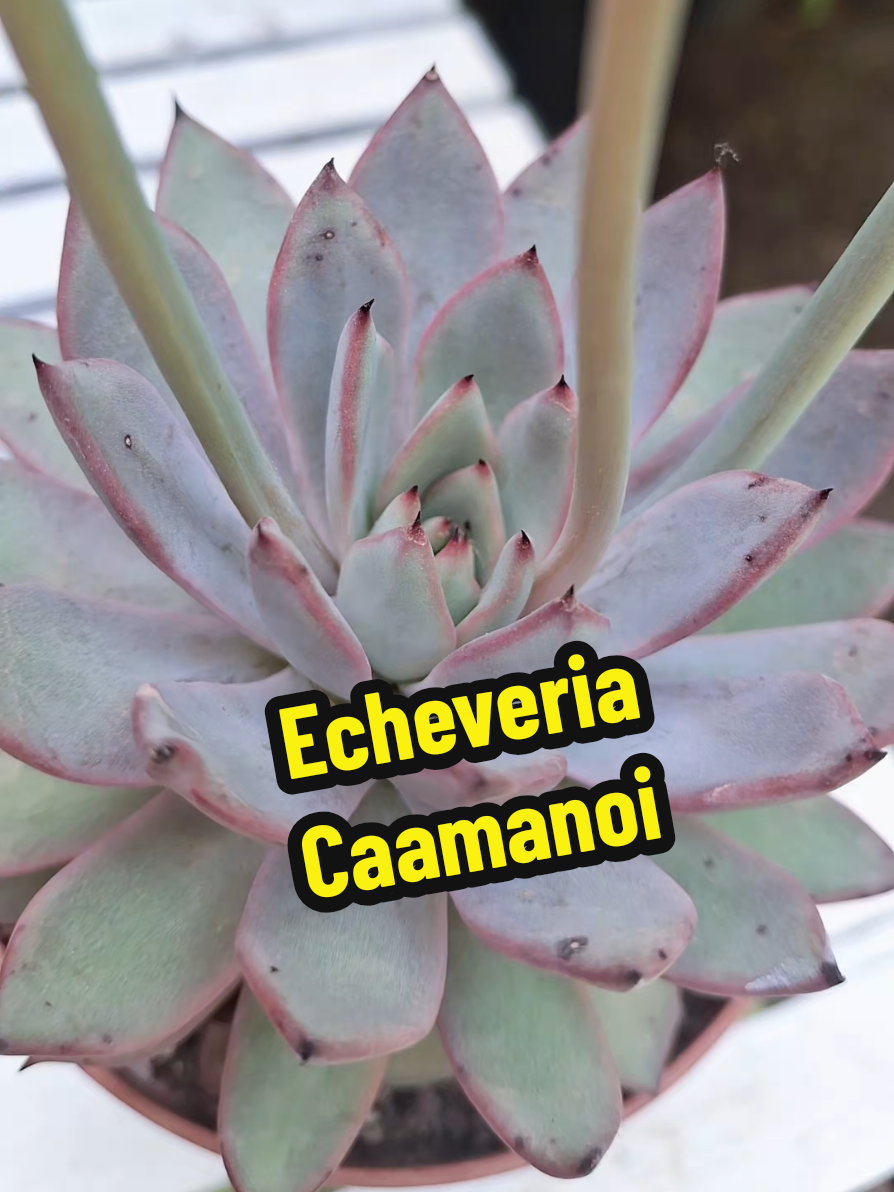 @Succulent_ninja