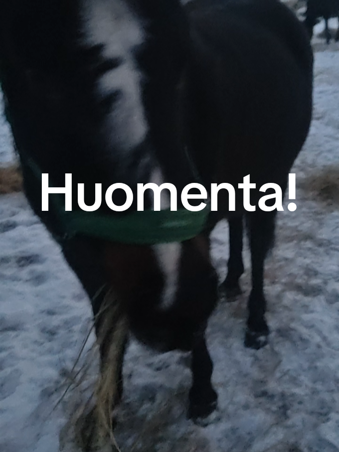 @Koivuniemen talli 🦄