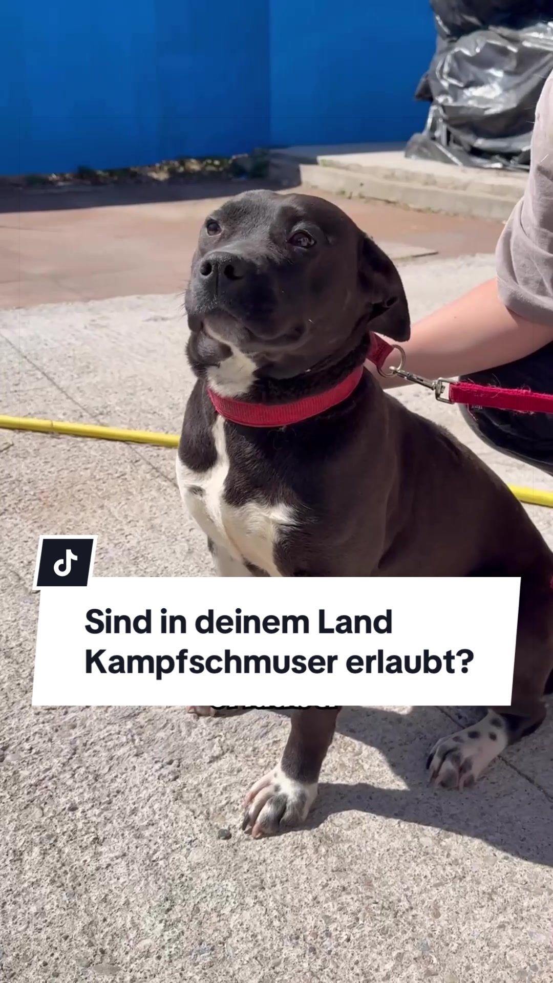 @Ein Herz für Streuner e.V.