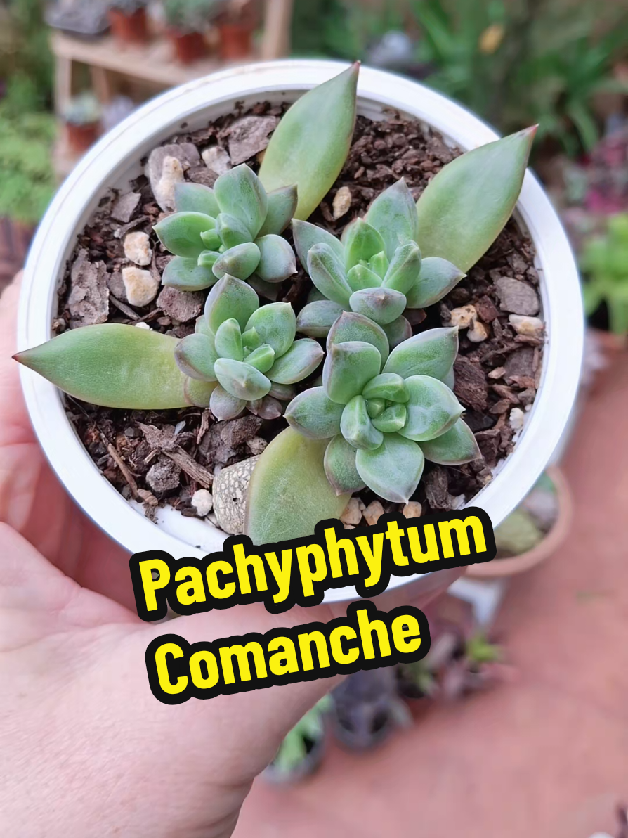 @Succulent_ninja