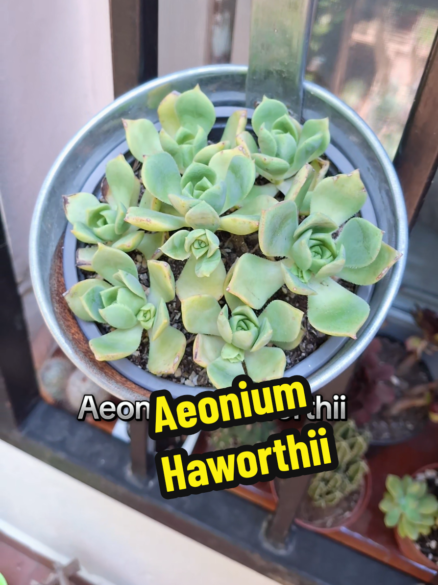 @Succulent_ninja