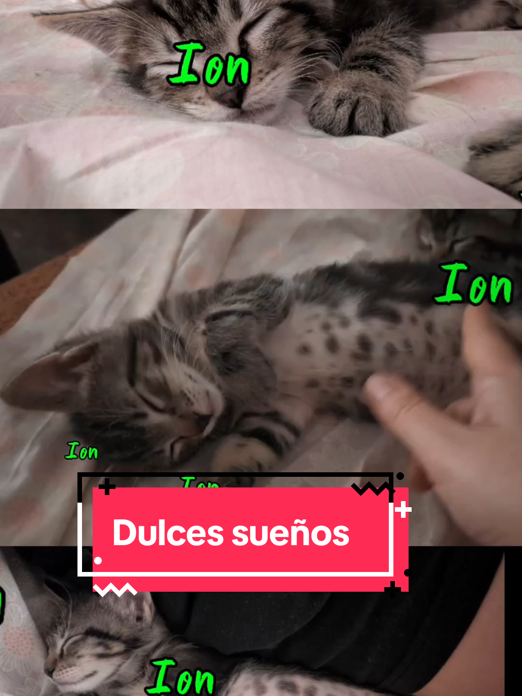 @enGatadas