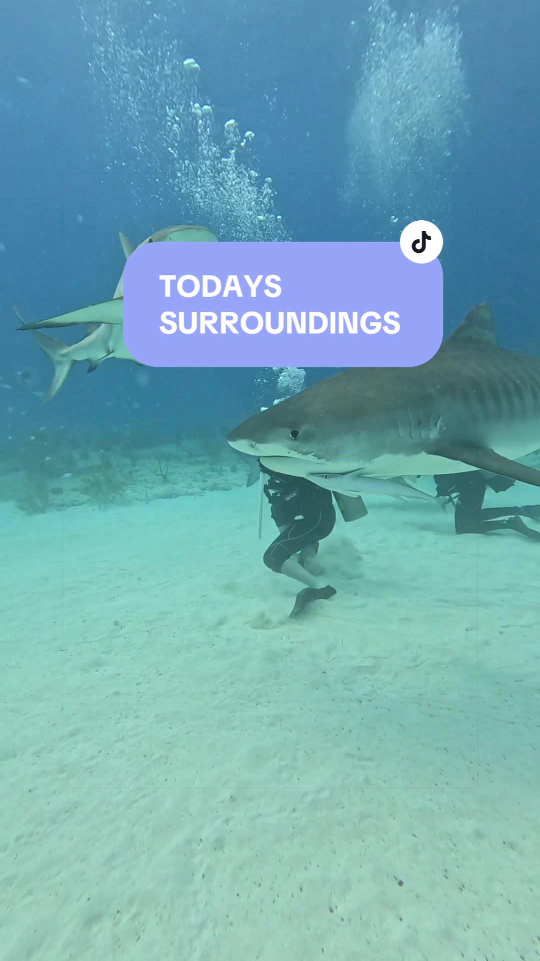 @SCUBA&ensp;DAN&ensp;🦈