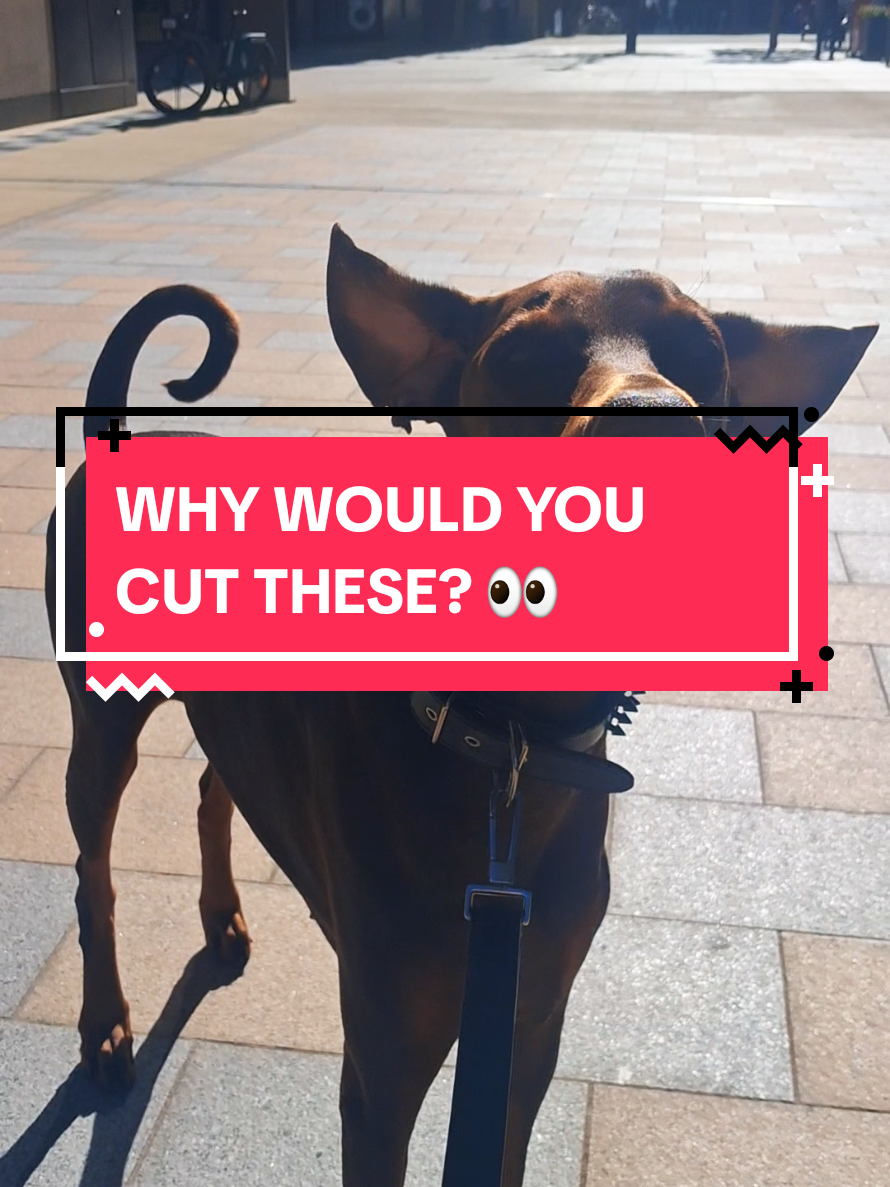 @Juno | The London Doberman