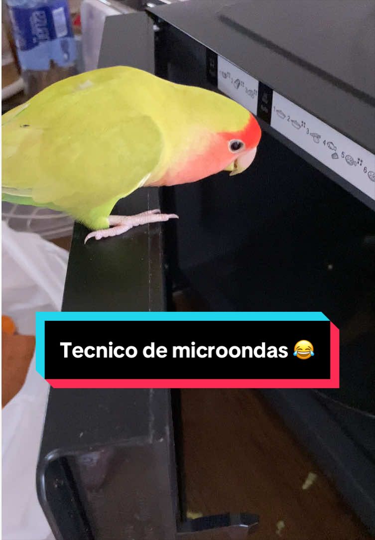 @chip y bella