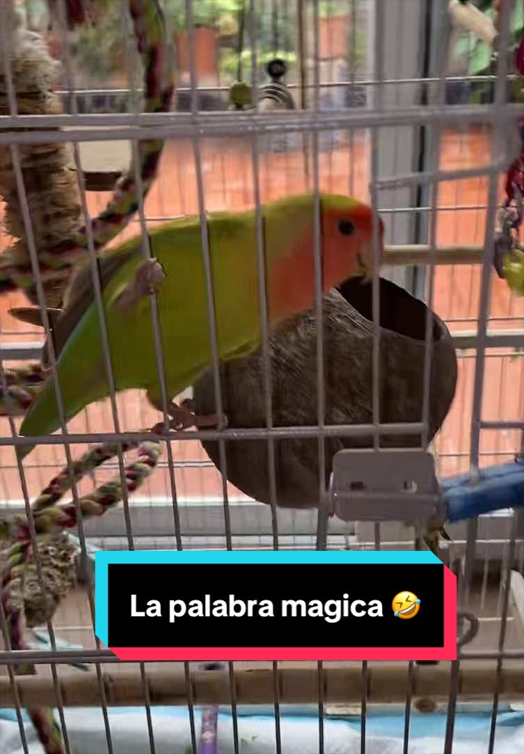 @chip y bella