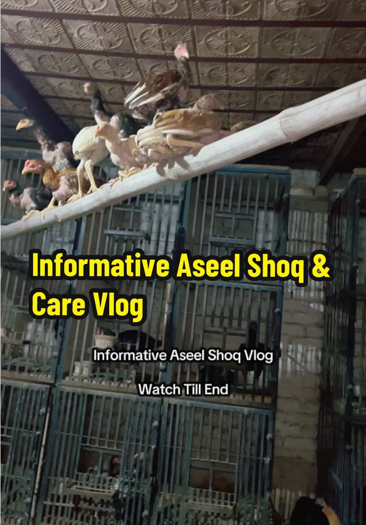 @PK Smart Aseel Birds Factory