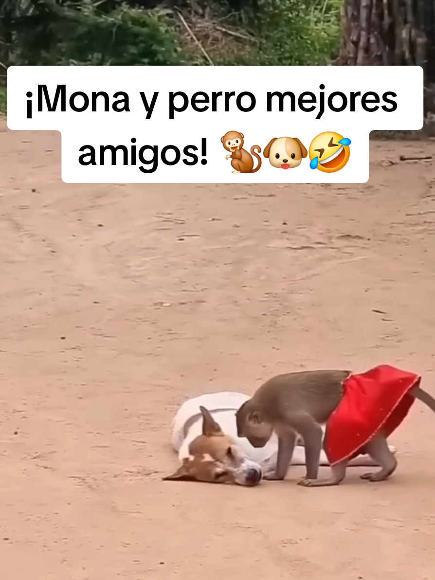 @monkeyYAYA